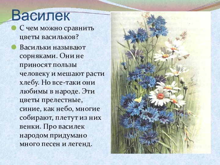 Василек С чем можно сравнить цветы васильков? Васильки называют сорняками. Они