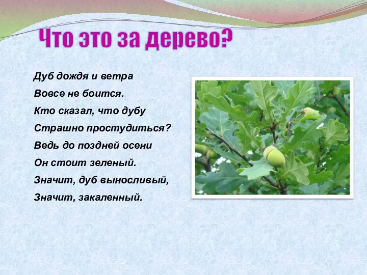 Дуб дождя и ветра Вовсе не боится. Кто сказал, что дубу