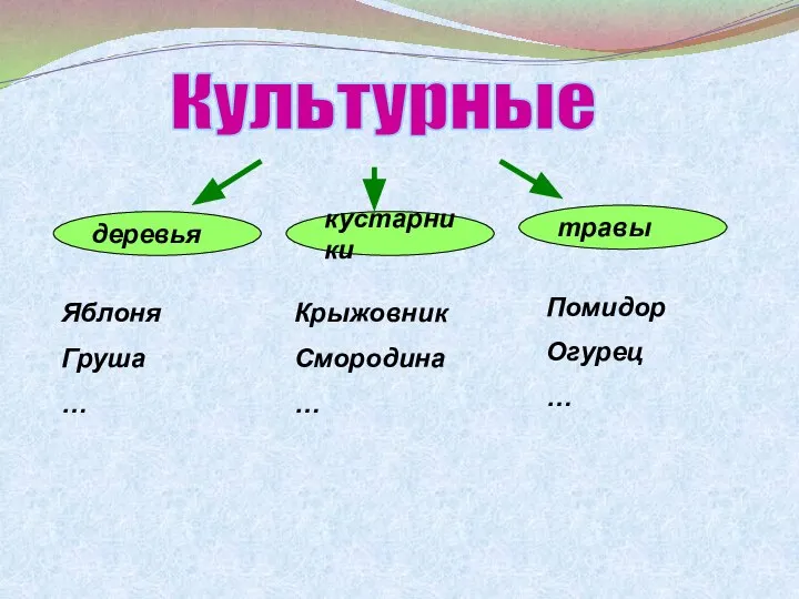 Культурные деревья кустарники травы Яблоня Груша … Крыжовник Смородина … Помидор Огурец …