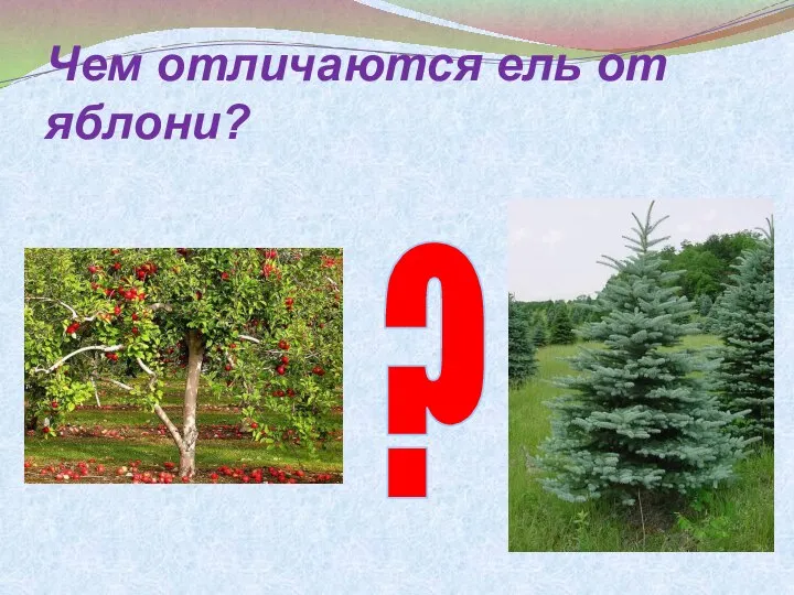 Чем отличаются ель от яблони? ?