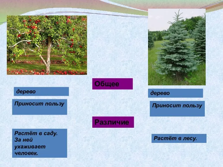 Общее Различие Растёт в лесу. Растёт в саду. За ней ухаживает