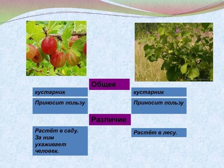 Общее кустарник кустарник Приносит пользу Приносит пользу Различие Растёт в саду.