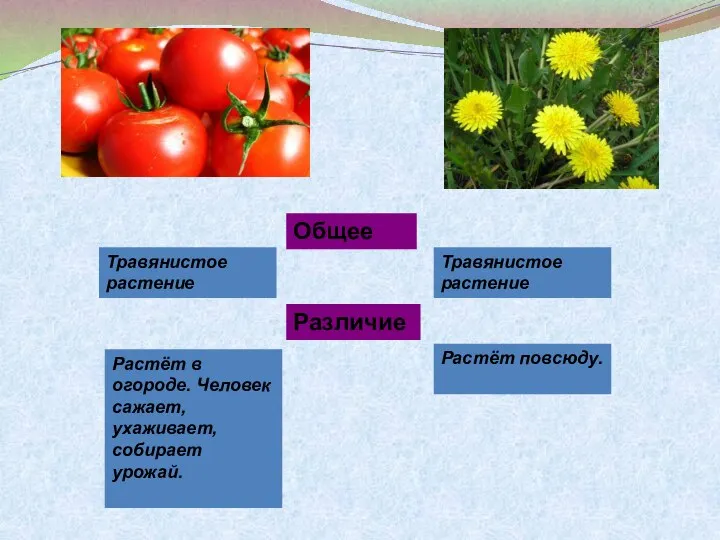 Общее Различие Травянистое растение Травянистое растение Растёт в огороде. Человек сажает, ухаживает, собирает урожай. Растёт повсюду.