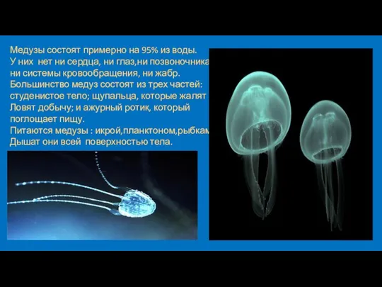 Медузы состоят примерно на 95% из воды. У них нет ни