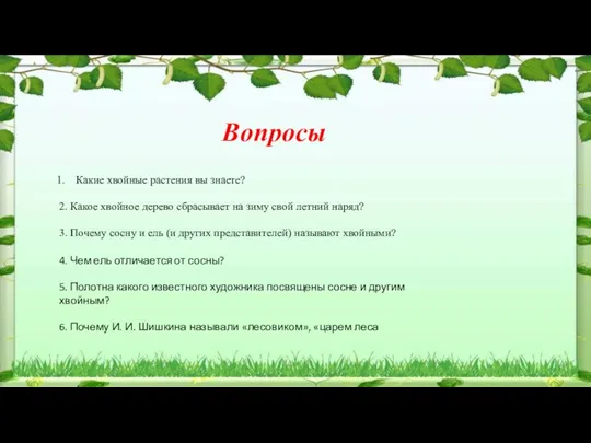 Вопросы Какие хвойные растения вы знаете? 2. Какое хвойное дерево сбрасывает