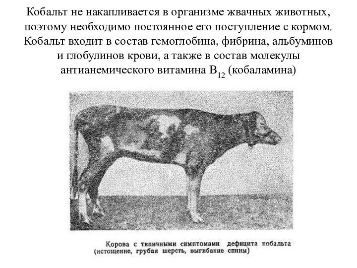 Кобальт не накапливается в организме жвачных животных, поэтому необходимо постоянное его