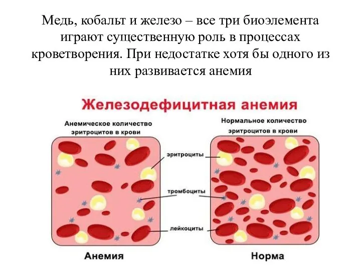 Медь, кобальт и железо – все три биоэлемента играют существенную роль