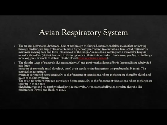 Avian Respiratory System The air sacs permit a unidirectional flow of
