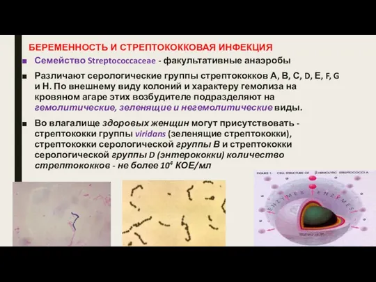 БЕРЕМЕННОСТЬ И СТРЕПТОКОККОВАЯ ИНФЕКЦИЯ Семейство Streptococcaceae - факультативные анаэробы Различают серологические