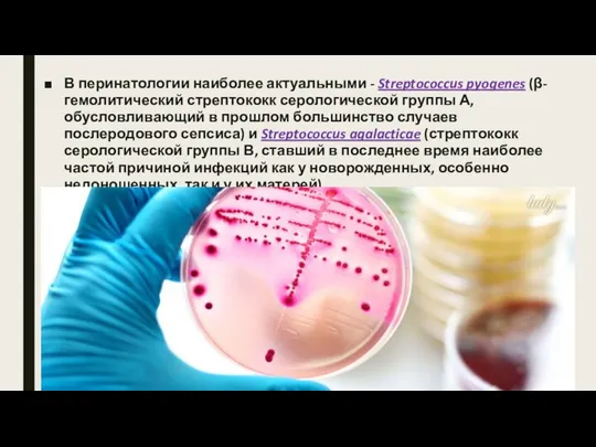В перинатологии наиболее актуальными - Streptococcus pyogenes (β-гемолитический стрептококк серологической группы