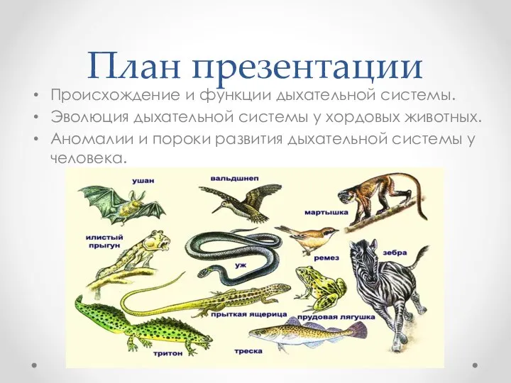 План презентации Происхождение и функции дыхательной системы. Эволюция дыхательной системы у