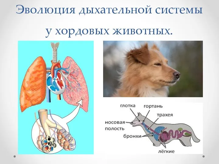 Эволюция дыхательной системы у хордовых животных.