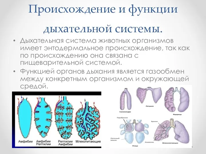 Происхождение и функции дыхательной системы. Дыхательная система животных организмов имеет энтодермальное