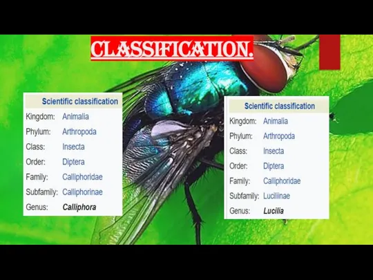 CLASSIFICATION.