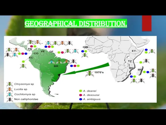 GEOGRAPHICAL DISTRIBUTION.