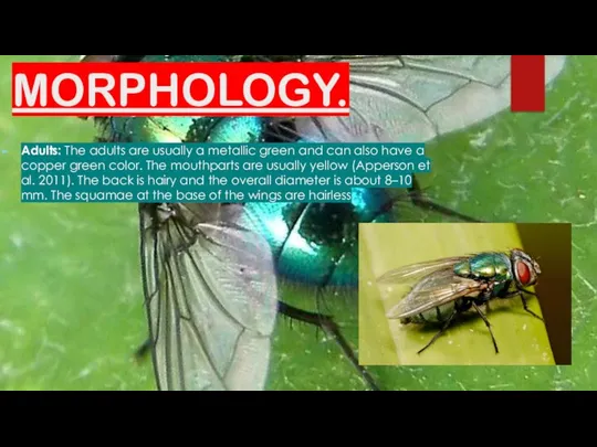 MORPHOLOGY. Adults: The adults are usually a metallic green and can