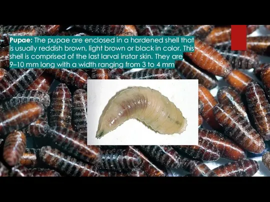 Pupae: The pupae are enclosed in a hardened shell that is