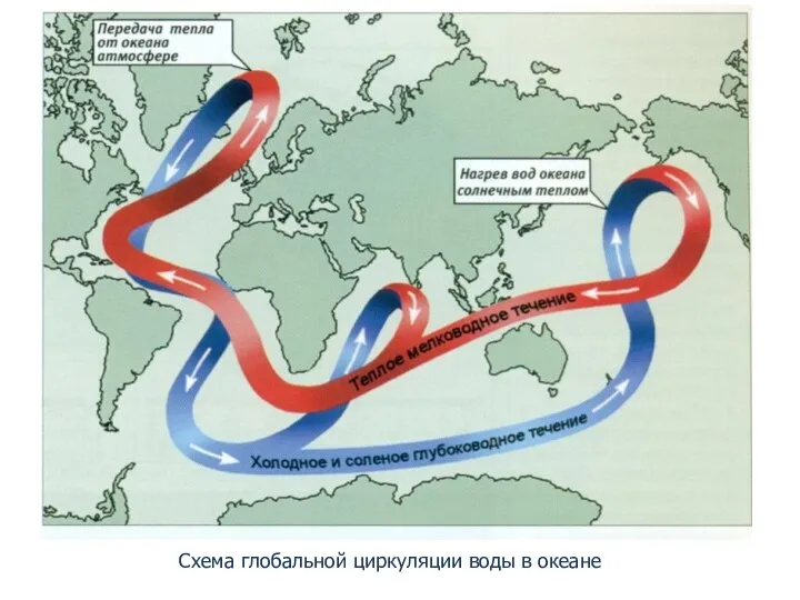 Схема глобальной циркуляции воды в океане