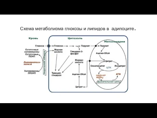 Схема метаболизма глюкозы и липидов в адипоците.