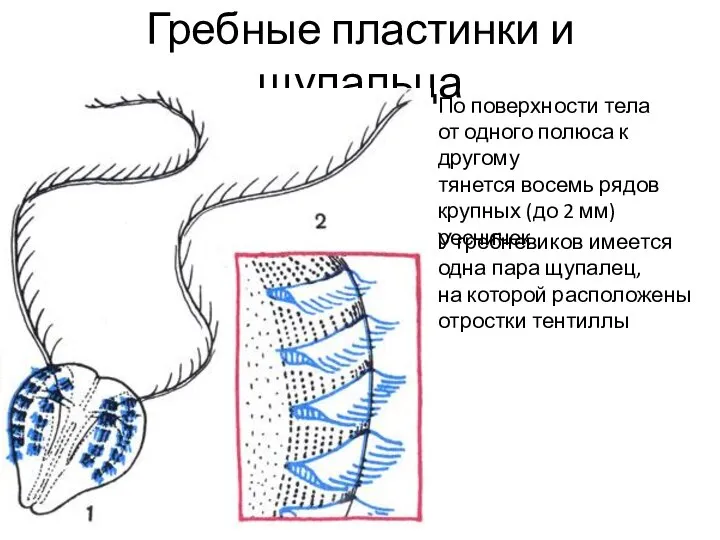 Гребные пластинки и щупальца По поверхности тела от одного полюса к