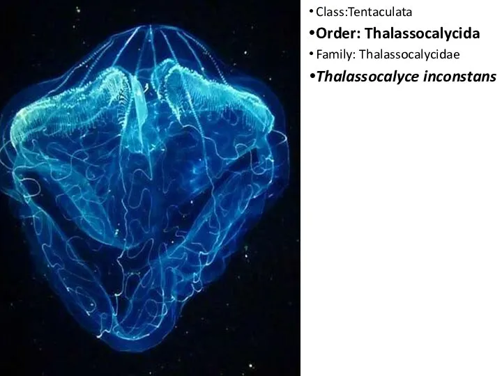 Class:Tentaculata Order: Thalassocalycida Family: Thalassocalycidae Thalassocalyce inconstans