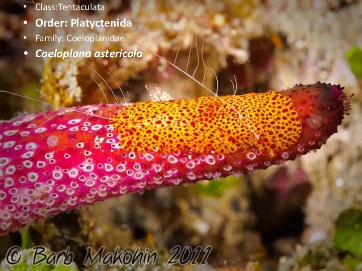 Class:Tentaculata Order: Platyctenida Family: Coeloplanidae Coeloplana astericola