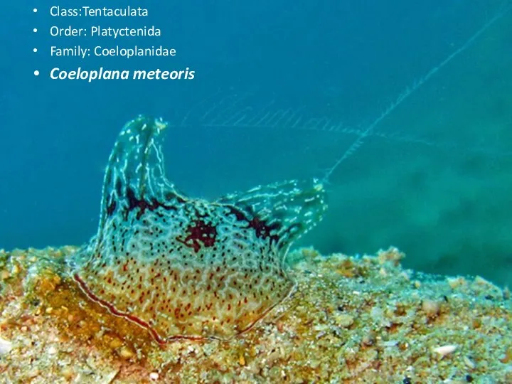 Class:Tentaculata Order: Platyctenida Family: Coeloplanidae Coeloplana meteoris