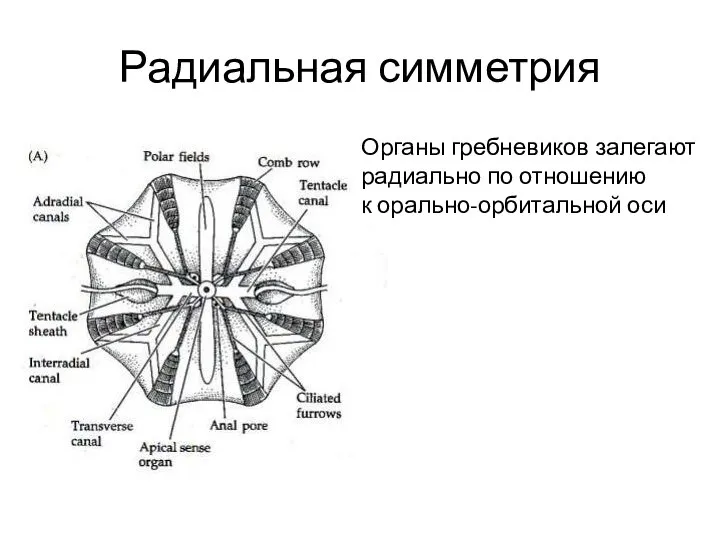 Радиальная симметрия Органы гребневиков залегают радиально по отношению к орально-орбитальной оси