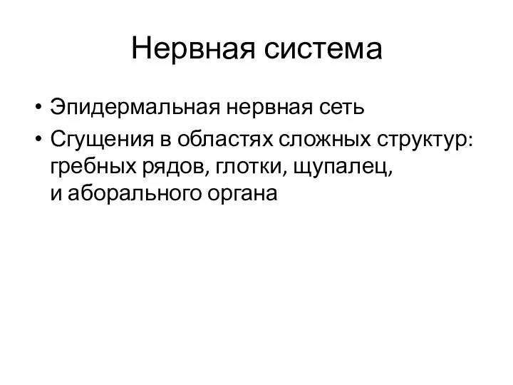 Нервная система Эпидермальная нервная сеть Сгущения в областях сложных структур: гребных