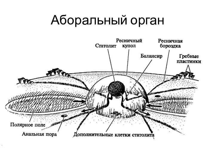 Аборальный орган