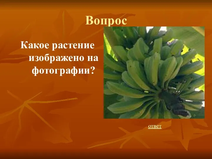 Вопрос Какое растение изображено на фотографии? ответ