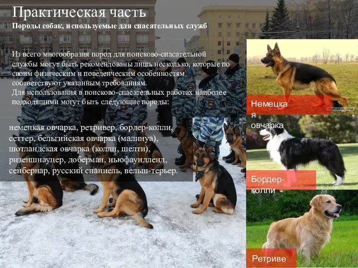 Практическая часть Породы собак, используемые для спасательных служб Из всего многообразия