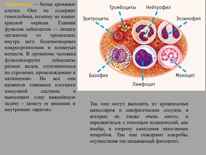 Лейкоциты — белые кровяные клетки. Они не содержат гемоглобина, поэтому не