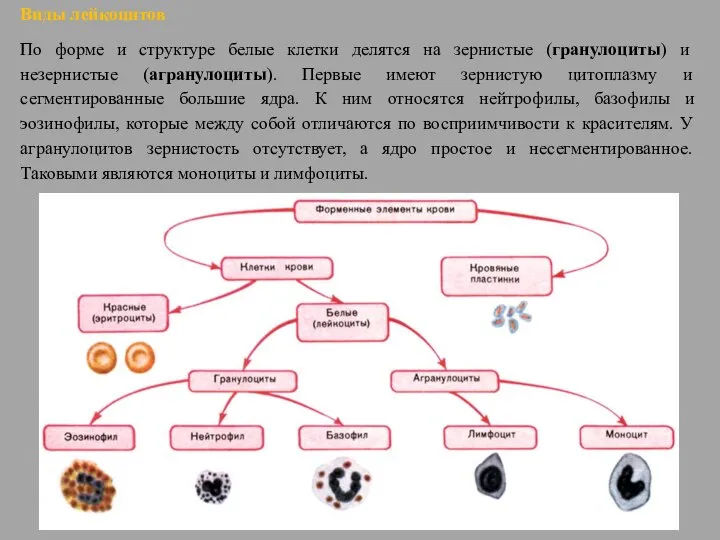 Виды лейкоцитов По форме и структуре белые клетки делятся на зернистые