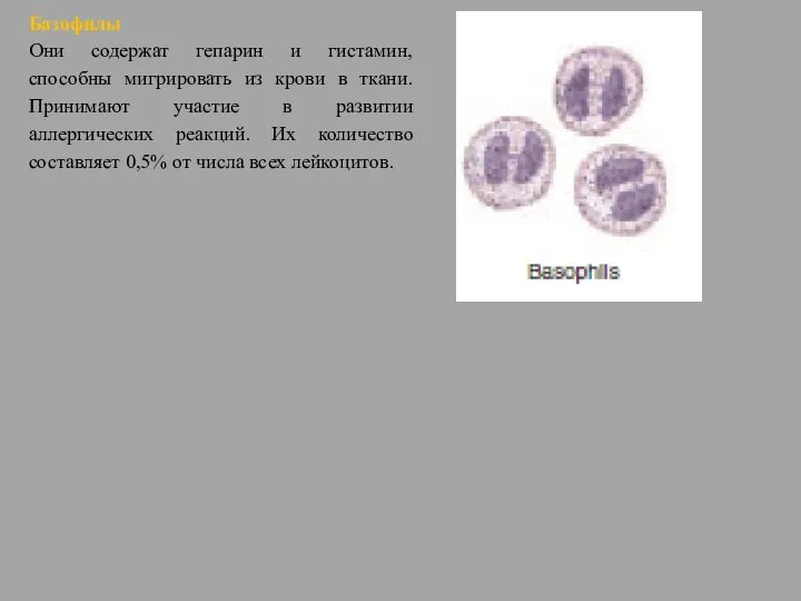 Базофилы Они содержат гепарин и гистамин, способны мигрировать из крови в