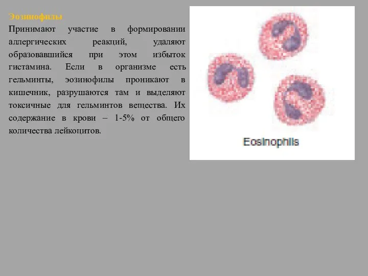 Эозинофилы Принимают участие в формировании аллергических реакций, удаляют образовавшийся при этом