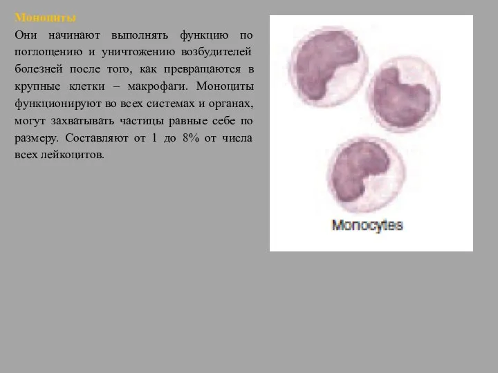 Моноциты Они начинают выполнять функцию по поглощению и уничтожению возбудителей болезней