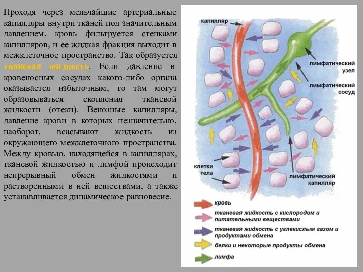 Проходя через мельчайшие артериальные капилляры внутри тканей под значительным давлением, кровь