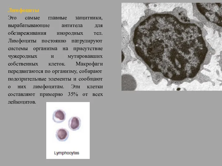 Лимфоциты Это самые главные защитники, вырабатывающие антитела для обезвреживания инородных тел.