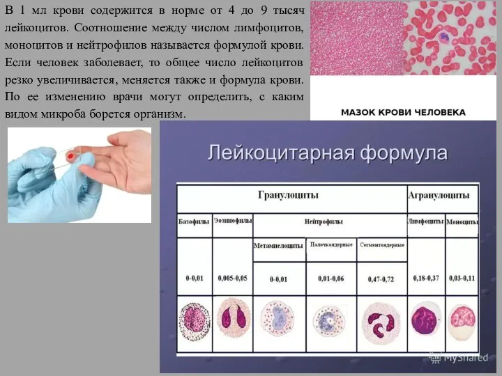 В 1 мл крови содержится в норме от 4 до 9