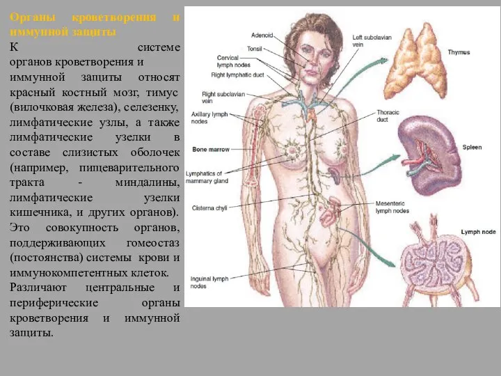 Органы кроветворения и иммунной защиты К системе органов кроветворения и иммунной