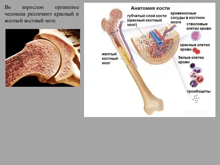 Во взрослом организме человека различают красный и желтый костный мозг.