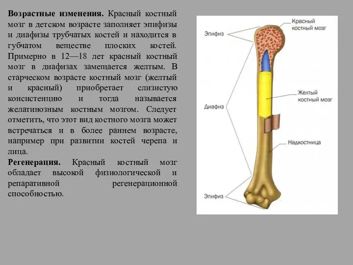 Возрастные изменения. Красный костный мозг в детском возрасте заполняет эпифизы и