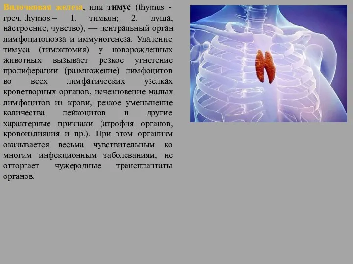 Вилочковая железа, или тимус (thymus - греч. thymos = 1. тимьян;