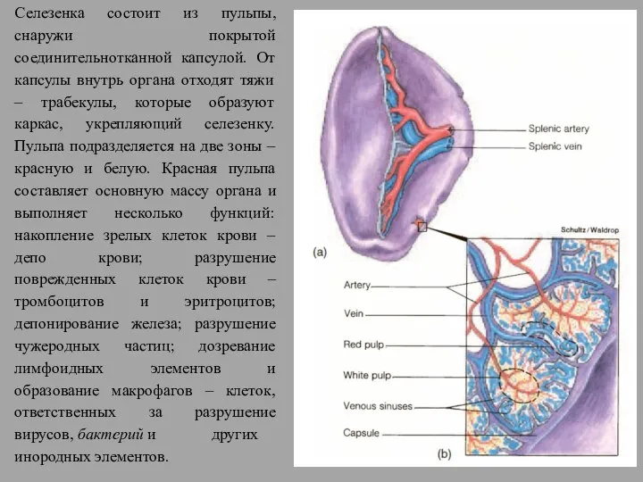 Селезенка состоит из пульпы, снаружи покрытой соединительнотканной капсулой. От капсулы внутрь