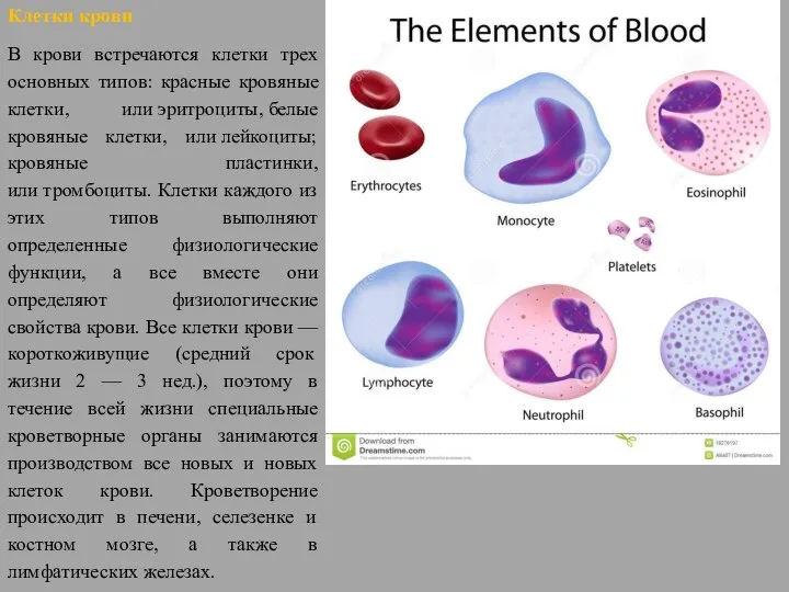 Клетки крови В крови встречаются клетки трех основных типов: красные кровяные