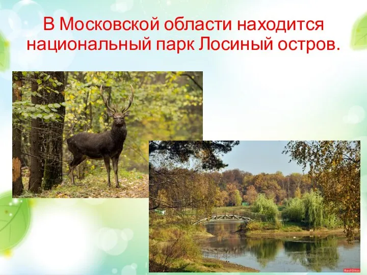 В Московской области находится национальный парк Лосиный остров.