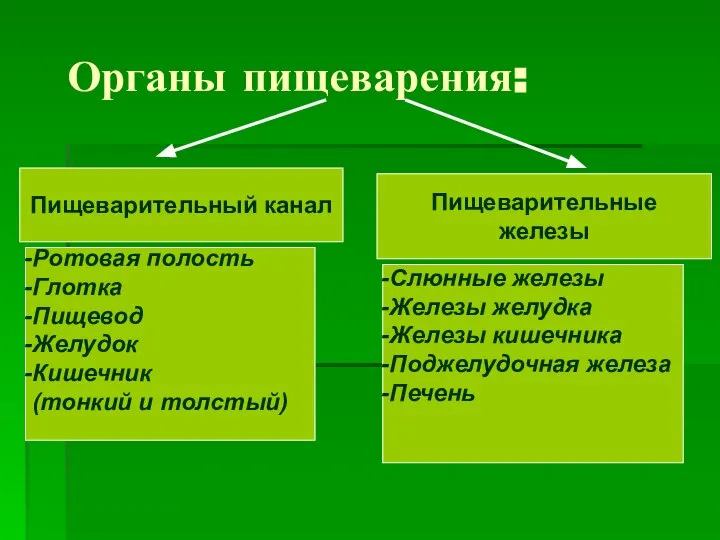 Органы пищеварения: Пищеварительный канал Пищеварительные железы Ротовая полость Глотка Пищевод Желудок