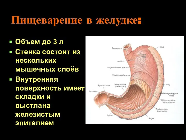 Пищеварение в желудке: Объем до 3 л Стенка состоит из нескольких