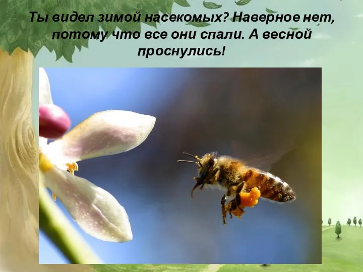 Ты видел зимой насекомых? Наверное нет, потому что все они спали. А весной проснулись!